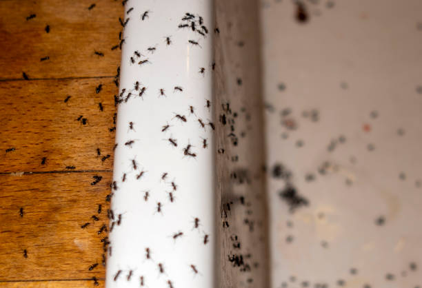 Best Termite Control Services  in Covgton, IN