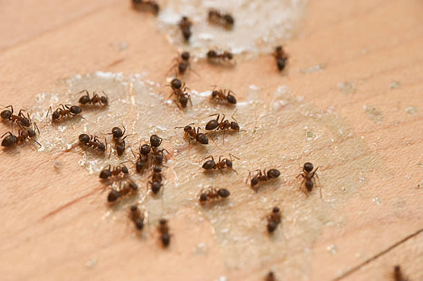Flea Control Services in Covington, IN
