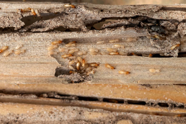 Pest Control Cost in Covington, IN